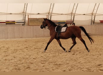 Árabe Shagya, Caballo castrado, 6 años, 153 cm, Castaño