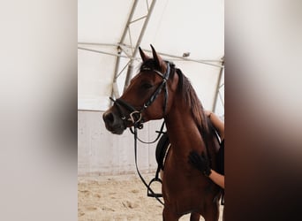 Árabe Shagya, Caballo castrado, 6 años, 153 cm, Castaño
