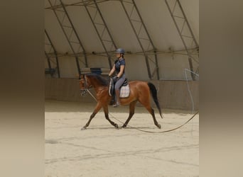Árabe Shagya, Caballo castrado, 6 años, 153 cm, Castaño