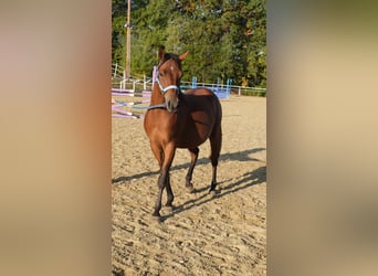 Árabe Shagya, Caballo castrado, 6 años, 153 cm, Castaño