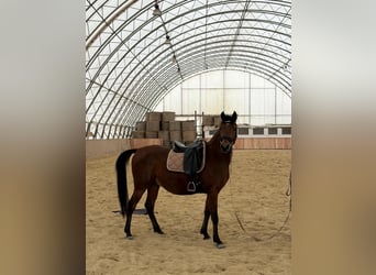 Árabe Shagya, Caballo castrado, 6 años, 153 cm, Castaño