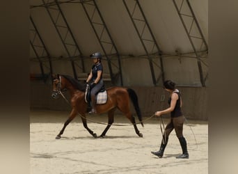Árabe Shagya, Caballo castrado, 6 años, 153 cm, Castaño