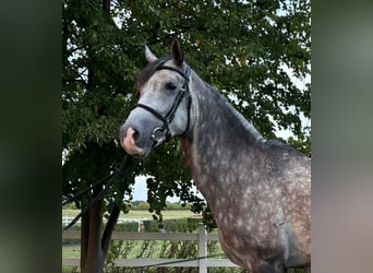 Árabe Shagya, Caballo castrado, 6 años, 163 cm, Tordo