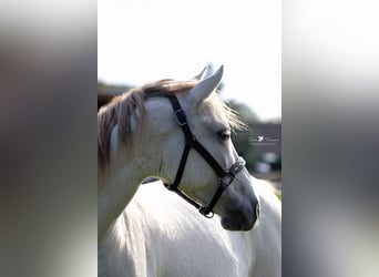 Árabe Shagya, Caballo castrado, 8 años, 152 cm, Tordo