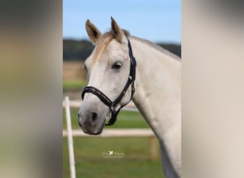 Árabe Shagya, Caballo castrado, 8 años, 152 cm, Tordo