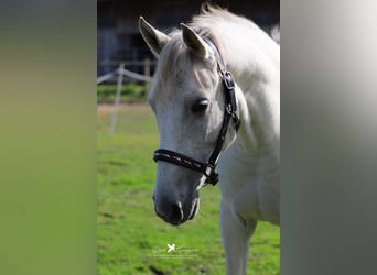 Árabe Shagya, Caballo castrado, 8 años, 152 cm, Tordo