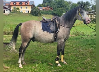 Árabe Shagya, Caballo castrado, 9 años, 153 cm, Musgo marrón