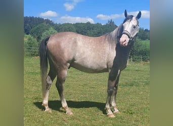 Árabe Shagya, Caballo castrado, 9 años, 153 cm, Musgo marrón