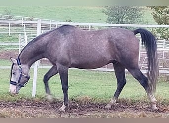 Árabe Shagya, Caballo castrado, 9 años, 153 cm, Musgo marrón