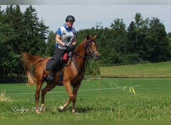 Árabe Shagya, Caballo castrado, 9 años, Alazán
