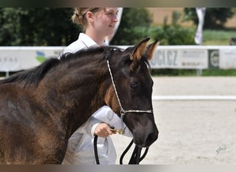 Árabe Shagya, Caballo castrado, Potro (03/2025), Negro