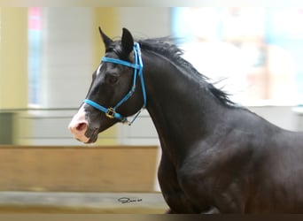 Árabe Shagya, Semental, 16 años, 152 cm, Negro