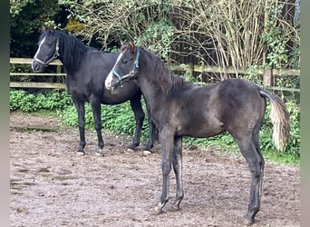 Árabe Shagya, Semental, 1 año, 152 cm, Negro