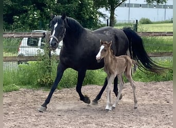 Árabe Shagya, Semental, 1 año, 152 cm, Negro