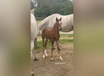 Árabe Shagya, Semental, 1 año, 157 cm, Castaño claro