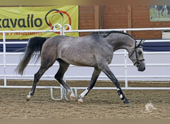 Árabe Shagya, Semental, 1 año, 157 cm, Musgo