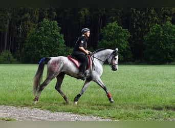 Árabe Shagya, Semental, 1 año, 157 cm, Musgo