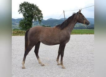 Árabe Shagya, Semental, 1 año, 158 cm, Tordo