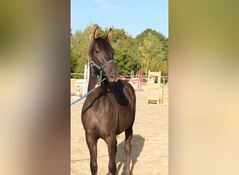 Árabe Shagya, Semental, 1 año, 160 cm, Alazán-tostado