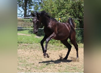 Árabe Shagya, Semental, 1 año, 160 cm, Negro