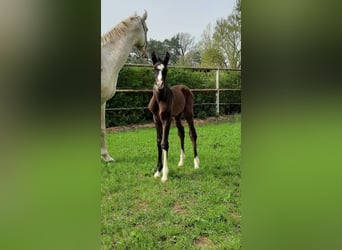 Árabe Shagya, Semental, 1 año, 160 cm, Tordo
