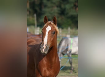 Árabe Shagya, Semental, 1 año, Alazán