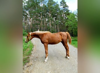 Árabe Shagya, Semental, 1 año, Alazán