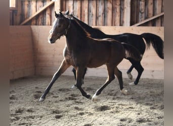 Árabe Shagya, Semental, 1 año, Castaño