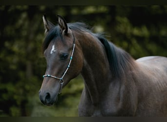 Árabe Shagya, Semental, 1 año, Musgo