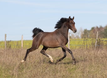 Árabe Shagya, Semental, 1 año, Tordo