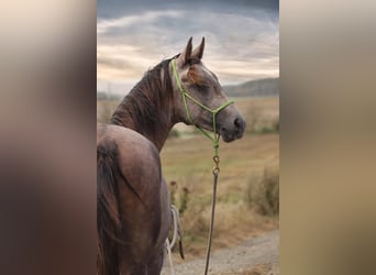 Árabe Shagya, Semental, 2 años, 152 cm, Tordo ruano