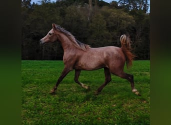 Árabe Shagya, Semental, 2 años, 153 cm, Tordo ruano