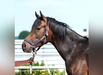 Árabe Shagya, Semental, 2 años, 160 cm, Castaño