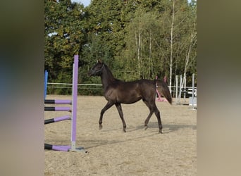 Árabe Shagya, Semental, 2 años, 160 cm