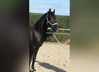 Árabe Shagya, Semental, 2 años, 160 cm, Tordo