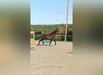 Árabe Shagya, Semental, 3 años, 160 cm, Castaño