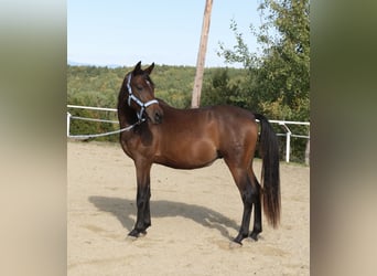 Árabe Shagya, Semental, 3 años, 160 cm, Castaño