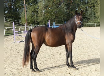 Árabe Shagya, Semental, 3 años, 160 cm, Castaño