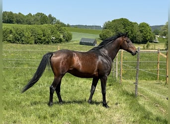 Árabe Shagya, Semental, Potro (04/2026), 160 cm, Negro