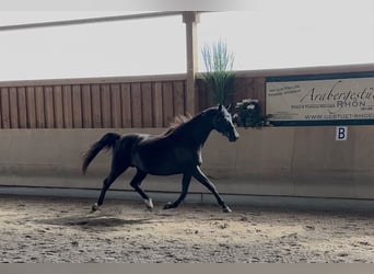 Árabe Shagya, Semental, Potro (04/2026), 160 cm, Negro