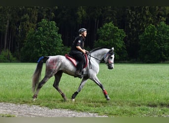 Árabe Shagya, Semental, 9 años, 161 cm, Tordo