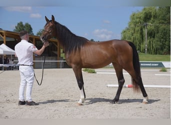 Árabe Shagya, Semental, 9 años, 161 cm, Tordo