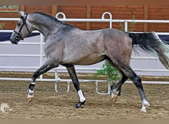 Árabe Shagya, Semental, 9 años, 161 cm, Tordo