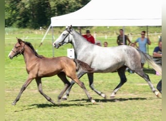 Árabe Shagya, Semental, 9 años, 161 cm, Tordo