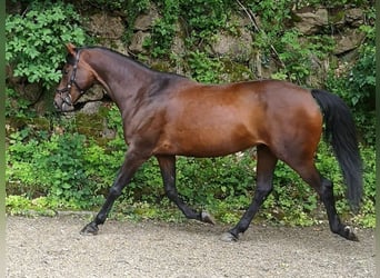 Árabe Shagya, Yegua, 11 años, 154 cm, Castaño