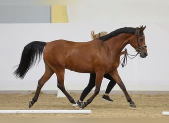 Árabe Shagya, Yegua, 13 años, 154 cm, Castaño oscuro
