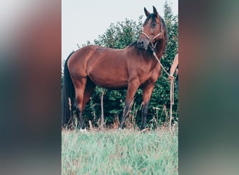 Árabe Shagya, Yegua, 17 años, 157 cm, Castaño