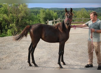 Árabe Shagya, Yegua, 1 año, Negro