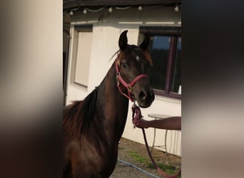 Árabe Shagya, Yegua, 1 año, Negro