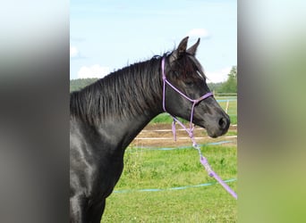 Árabe Shagya, Yegua, 1 año, Tordillo negro